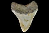 Fossil Megalodon Tooth - North Carolina #129963-2